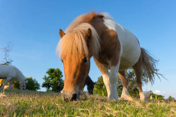 Precioso Caballo Enano Pasto Verde Granja Chaing Mai Tailandia —  Fotos de Stock