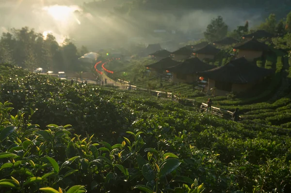 Morgenteeplantage Bei Ban Rak Thai Eine Chinesische Siedlung Mae Hong — Stockfoto