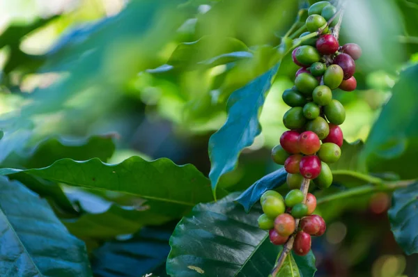 Czerwony Dojrzałe Ziarna Kawy Drzewo Dziedzinie Tle Kawy — Zdjęcie stockowe
