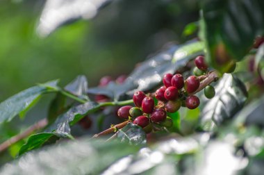 Ağaç için kahve arka plan üzerinde kırmızı olgun kahve çekirdekleri.