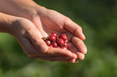 Kırmızı Olgun kahve çekirdekleri kahve arka plan için holding eller.
