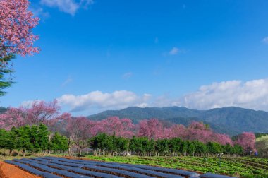Tam Bloom yolu Khun Wang Chiang Mai, Tayland yakınındaki güzel kiraz ağaçları.