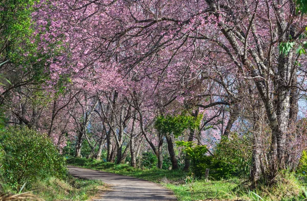 Beautiful Cherry Trees Full Bloom Pathway Khun Wang Chiang Mai — Stock Photo, Image