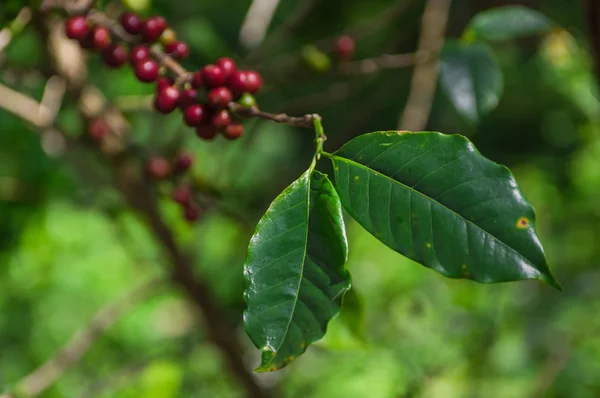 Leaves Coffee Tree Red Ripe Coffee Beans Tree Field Coffee — Stok fotoğraf