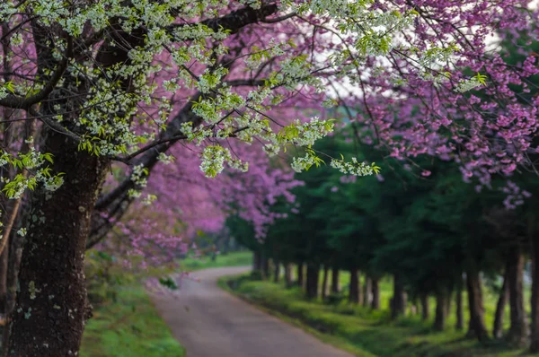 Beautiful cherry trees in full bloom near pathway in Khun Wang Chiang Mai, Thailand.