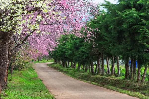 Beautiful White Pink Cherry Trees Full Bloom Khun Wang Chiang — Stok fotoğraf