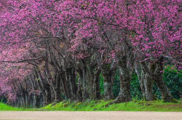 Beautiful Cherry Trees Full Bloom Pathway Khun Wang Chiang Mai — Stock Photo, Image
