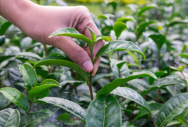 Hand Picking Soft Tea Leaves Morning — Stock Photo, Image