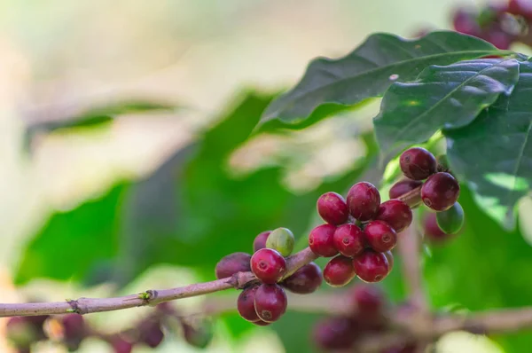 コーヒーの背景の木の赤熟したコーヒー豆 — ストック写真