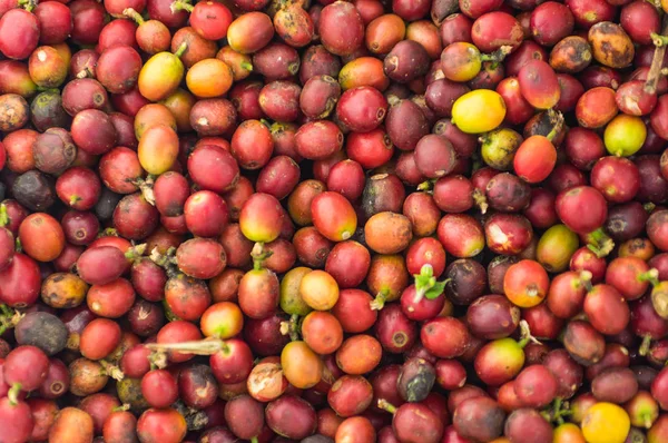 Olgun Kırmızı Kahve Çekirdekleri Kahve Arka Planı Için — Stok fotoğraf