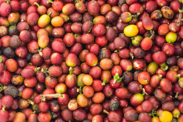 Granos Café Rojos Maduros Para Fondo Del Café — Foto de Stock