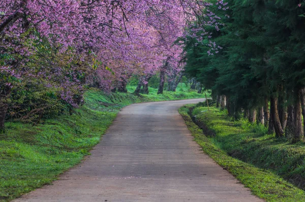 Bellissimi Ciliegi Piena Fioritura Vicino Sentiero Khun Wang Chiang Mai — Foto Stock