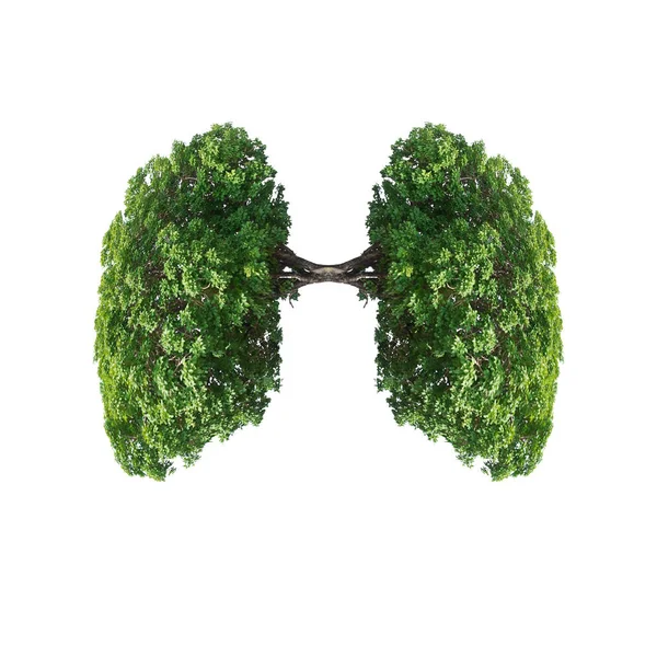 Tree branches like human lungs. — Stock Photo, Image