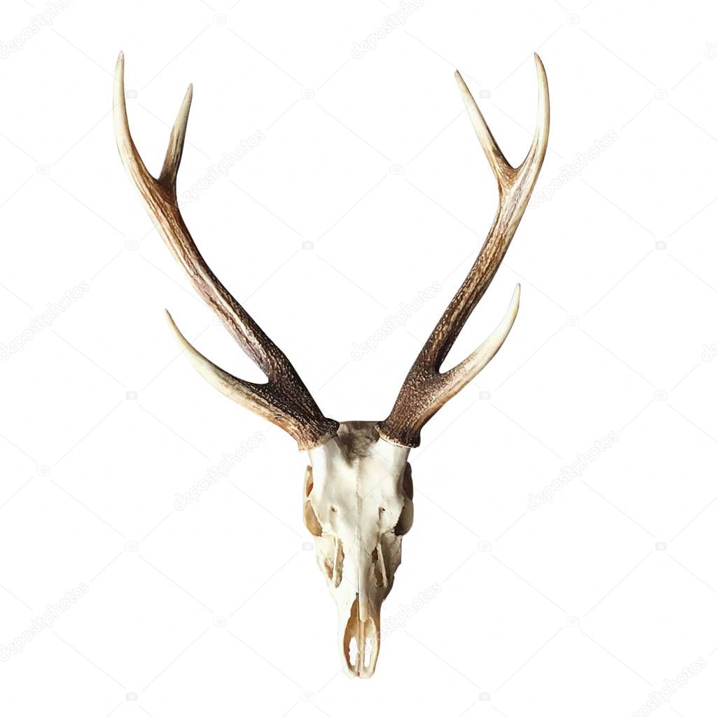 Deer skull isolated on white background