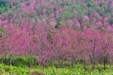 güzel kiraz çiçeği.