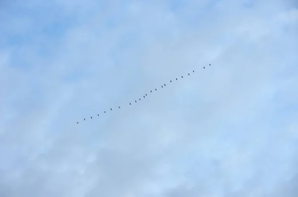 Flock geese flying in rows in blue sky — Stock Image Flock Geese Flying Rows Blue Sky Stock Image