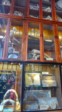 Grant Zooloji Müzesi'nde hayvan kemiklerinin sergilenmesi. Londra