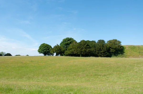 Grupo Árvores Campo Verde Colina Dorset — Fotografia de Stock