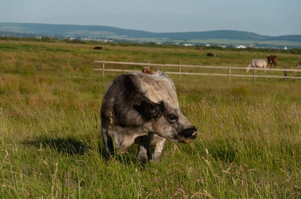 Bovini Britannici Tradizionali Nella Campagna Del Dorset — Foto Stock