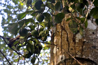 Bush limon ağacı, La Digue Adası, Seyşeller
