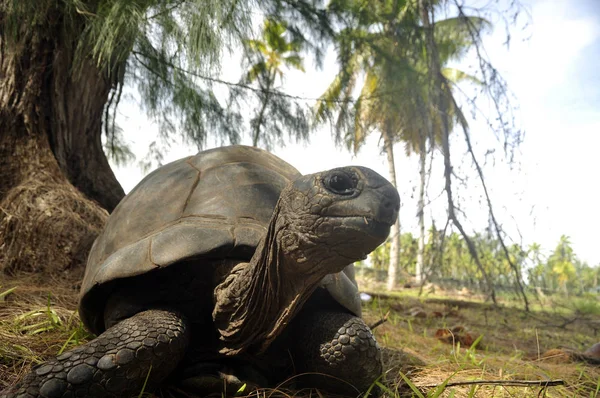 Curieuse Adası 'nda Seyşeller dev kaplumbağası (Aldabrachelys gigantea hololissa)..