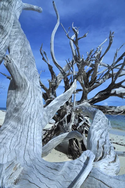 Toter Baum Tropischen Strand Seychellen — Stockfoto