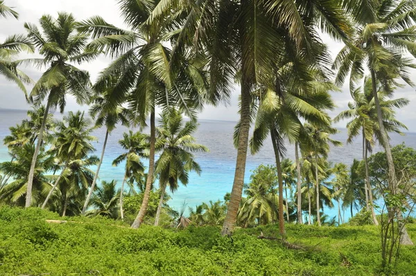 Tengerre Néző Kilátás Palm Dzsungel Digue Sziget Seychelle Szigetek Afrika — Stock Fotó