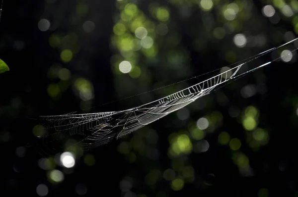 Filet Araignée Suspendu Blanc Lumière Dans Fond Sombre Dans Nature — Photo