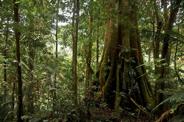 Selva Árvore Banyan Digue Island Seychelles — Fotografia de Stock
