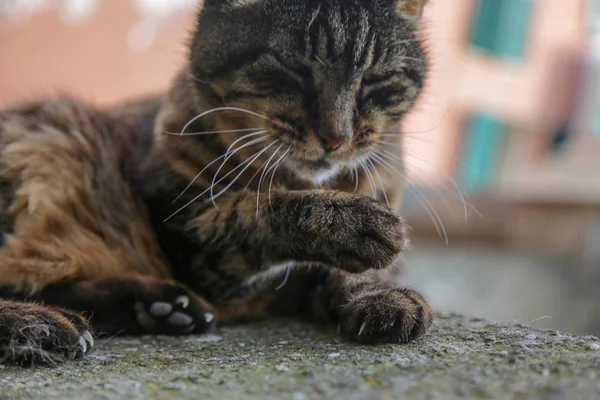 Evcil Kedi Kendini Temizliyor Yakın Çekim — Stok fotoğraf