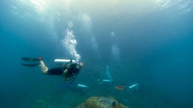 Raja Ampat mercan resifi sualtı fotoğrafçılığı, Endonezya.