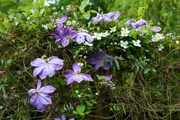 Rosa Flores Púrpuras Clematis Dianas Delight — Foto de Stock