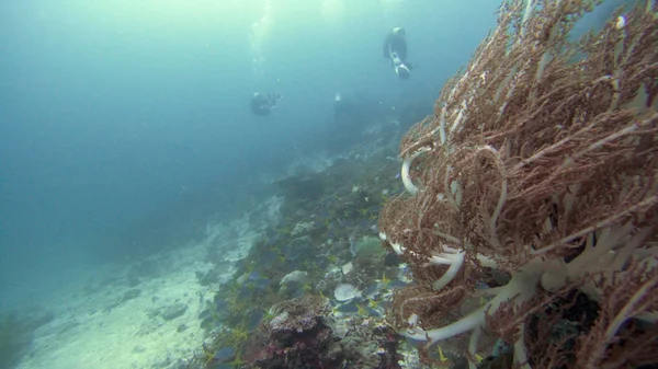 インドネシア ラジャ アンパトのサンゴ礁の水中写真 — ストック写真