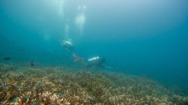 インドネシア ラジャ アンパトのサンゴ礁の水中写真 — ストック写真