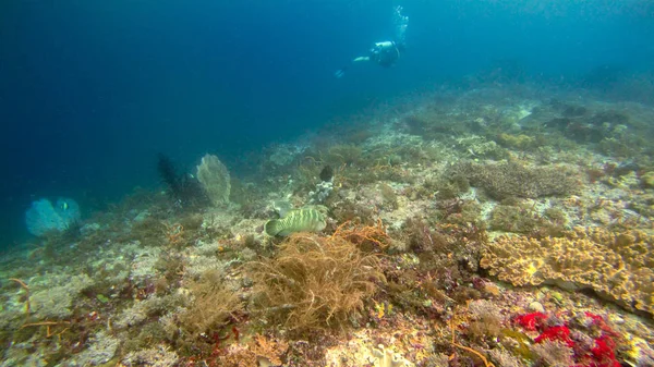 インドネシア ラジャ アンパトのサンゴ礁の水中写真 — ストック写真