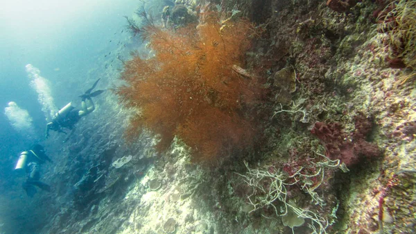 インドネシア ラジャ アンパトのサンゴ礁の水中写真 — ストック写真