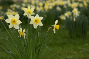 Sarı altın ve beyaz nergisler Narcissus (Narcissus pseudonarcissus). York, İngiltere