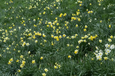 Sarı altın ve beyaz nergisler Narcissus (Narcissus pseudonarcissus). York, İngiltere