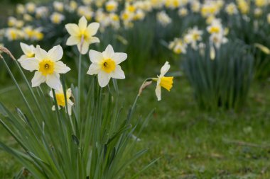 Sarı altın ve beyaz nergisler Narcissus (Narcissus pseudonarcissus). York, İngiltere