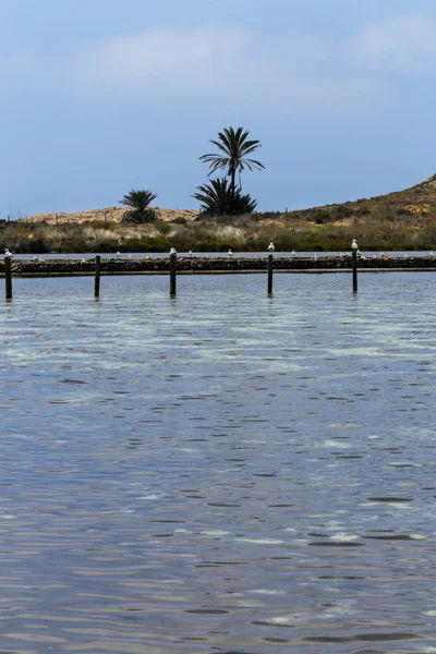 Möwen Sitzen Auf Den Pfählen Salzwasser Las Amoladeras Strand Cabo — Stockfoto