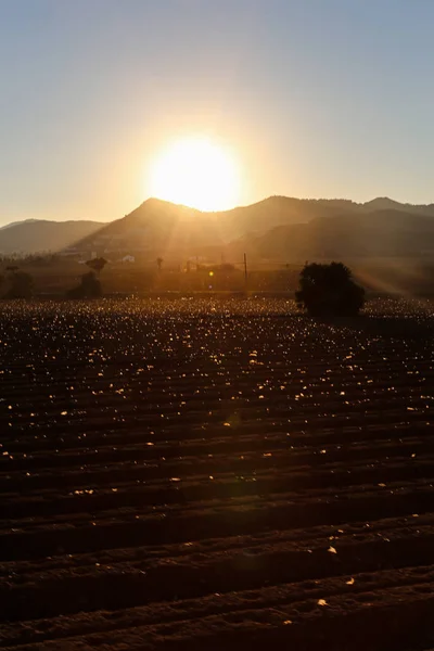 Sonnenuntergang Auf Dem Gepflügten Landwirtschaftlichen Feld Murcia Spanien — Stockfoto