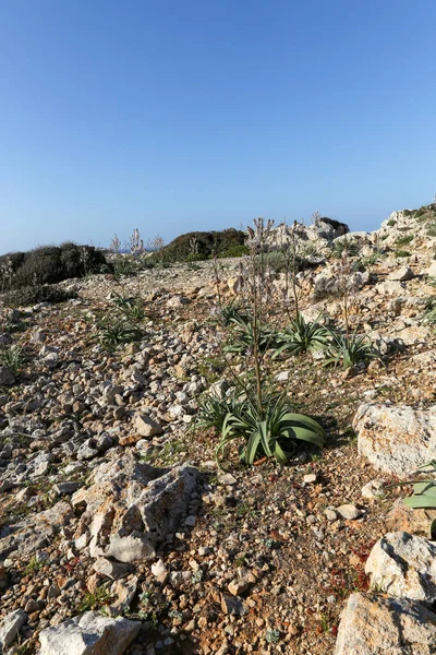 Menorca Vista Panorámica Paisaje Rural Islas Baleares España — Foto de Stock