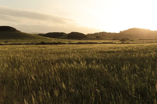 Bir Buğday Çayırı Peyzaj Spanya — Stok fotoğraf