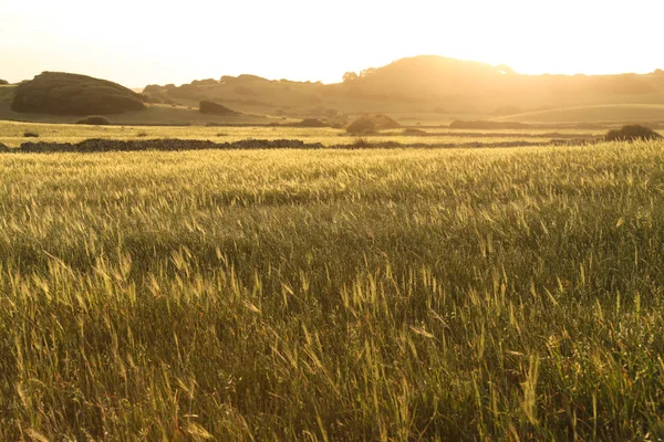 Bir Buğday Çayırı Peyzaj Spanya — Stok fotoğraf