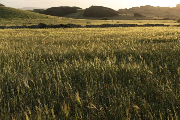 Bir Buğday Çayırı Peyzaj Spanya — Stok fotoğraf