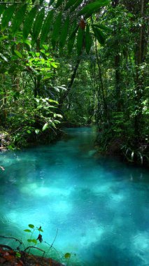 Kalibiru nehri, Mayalibit'te Gizli Mavi Nehir, Waigeo, Raja Ampat, Batı Papua, Endonezya