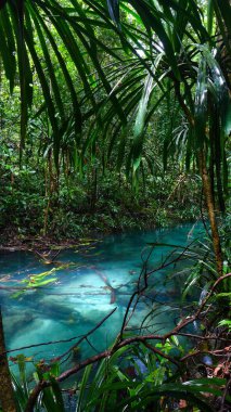 Kalibiru nehri, Mayalibit'te Gizli Mavi Nehir, Waigeo, Raja Ampat, Batı Papua, Endonezya