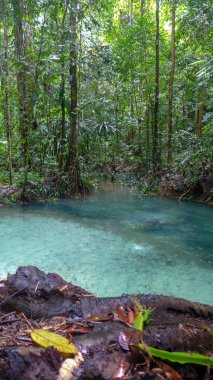 Kalibiru nehri, Mayalibit'te Gizli Mavi Nehir, Waigeo, Raja Ampat, Batı Papua, Endonezya