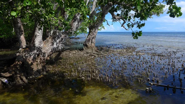 Mangroven Raja Ampat Waigeo Island Westpapua Indonesien — Stockfoto