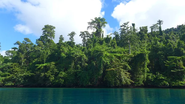 威格奥马亚利比特湾的丛林景观 安帕特 西巴布亚 印度尼西亚 — 图库照片